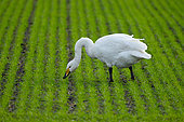 Whooper swan (Cygnus cygnus) feeding in a field, England