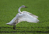 whooper swan (Cygnus cygnus) flapping his wings in a field, England