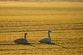 Whooper swan (Cygnus cygnus) standing in a wheat crop at sunrise, England