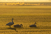 whooper swan (Cygnus cygnus) standing in a wheat crop at sunrise, England