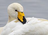 whooper swan (Cygnus cygnus) preening, England