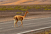 Vicugna (Vicugna vicugna) crossing a road, Chile