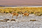 Vicugna (Vicugna vicugna) pair running on the shore of a laguna, Chile