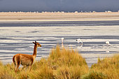 Vicugna (Vicugna vicugna) on the shore of a laguna, Chile