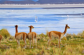 Vicugna (Vicugna vicugna) group on the shore of a laguna, Chile