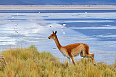 Vicugna (Vicugna vicugna) running on the shore of a laguna, Chile