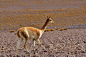 Vicugna (Vicugna vicugna) running, Chile