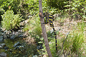 Adult male of golden-ringed dragonfly (Cordulegaster boltonii) resting on twig in the morning, Liguria, Italy