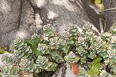 String of Buttons or Necklace vine (Crassula perforata) growing between rocks, Liguria, Italy