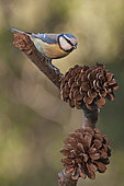 An adult of Eurasian blue tit (Cyanistes caeruleus) perched on pine cone in first morning light, Liguria, Italy
