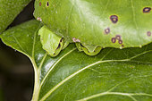 The Mediterranean tree frog or stripeless tree frog (Hyla meridionalis), Liguria, Italy