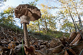 An old exemplary of the Parasol Mushroom (Macrolepiota procera) in the woodland glade, Liguria, Italy