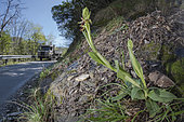Early spider orchid (Ophrys sphefodes) growing near road, Liguria, Italy