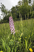 Portrait of Lady orchid (Orchis purpurea) growing in the meadow, Liguria, Italy