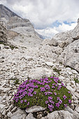 Moss campion or cushion pink (Silene acaulis) growing in high altitude habitat, Trentino, Italy
