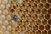 Buckfast bee, Birth of a bee, leaving the cell, Central region, France