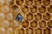 Buckfast bee, Birth of a bee, leaving the cell, Central region, France