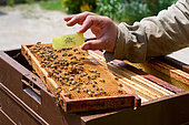 Buckfast bee,, placing a virgin queen with workers and food for adoption in the hive, Central Region, France