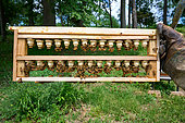 Buckfast bee, Checking cupules newly installed in the hive, work of the workers to feed and build the royal cell, Central region, France