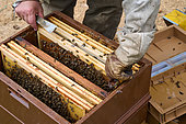 Buckfast bee, Moving the hive supers to install a queen, Central region, France