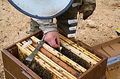 Buckfast bee, Setting up a queen rearing cup, Central Region, France