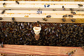 Buckfast bee, A cupule is installed before the queen hatches. It is called "morel" because of its shape, Central region, France