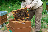Buckfast bee, Taking out a frame to install the cup on it, Central Region, France