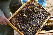 Buckfast bee, A cupule is installed before the queen hatches. It is called "morel" because of its shape, Centre region, France
