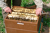 Buckfast bee, Open hive, Centre region, France