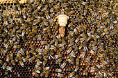 Buckfast bee, Installation of a cup before the queen hatches. It is called "morel" because of its shape, Centre region, France