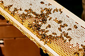 Buckfast bee, nectar cells and dried cells filled with honey, Centre region, France