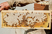 Buckfast bee, nectar cells and dried cells filled with honey, Centre region, France