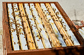 Buckfast bee, Visualisation of brood frames, Centre Region, France