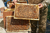 Buckfast bee, Frame containing brood, Centre Region, France