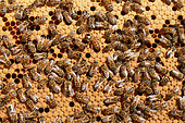 Buckfast bee, Frame containing brood, Centre Region, France