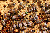Buckfast bee, Genetically selected breeding queen. Queen stock for breeding other F1 queens, Centre region, France