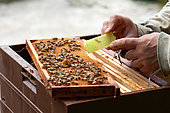 Abeille Buckfast, Mise en place d'une reine vierge avec des ouvrières et de la nourriture en vue de l'adoption dans la ruche, Région Centre, France