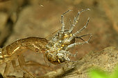 Predation of an aquatic insect by a larva of Great diving beetle (Dytiscus marginalis), commune of Couffy, Loir et Cher, France