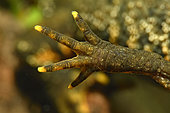 Detail of the front leg of a female Crested Newt (Triturus cristatus) in a pond, commune of Couffy, Loir et Cher, France