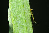 Agrion nymph on a leaf of an aquatic plant, city of Couffy, Loir et Cher, France