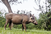 Common warthog (Phacochoerus africanus) standing in meadow in Kruger National park, South Africa