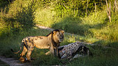 African lion male (Panthera leo) eating a giraffe carcass in Kruger National park, South Africa