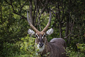 Common Waterbuck (Kobus ellipsiprymnus) horned male portrait in Kruger National park, South Africa