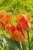Foster Tulip, Tulipa fosteriana 'Orange Emperor', flowers