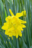 Double Daffodil, Narcissus 'Golden Ducat', flowers