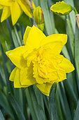 Double Daffodil, Narcissus 'Golden Ducat', flower