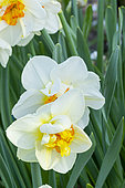 Double Daffodil, Narcissus 'Flower Drift', flowers