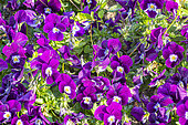 Perennial Pansy, Viola cornuta Sorbet 'Pourpre à centre clair', Viola cornuta 'Halo Purple', flowers