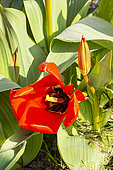 Foster Tulip, Tulipa fosteriana 'Madame Lefeber', flower