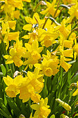 Cyclamineus Daffodil, Narcissus cyclamineus 'Tête à Tête', flowers